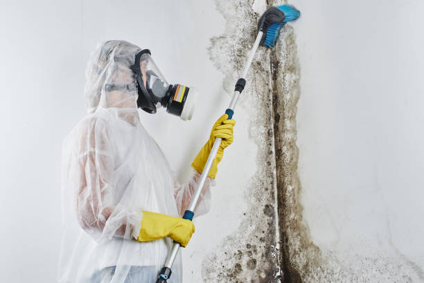 Best Mold Damage Repair  in Nroe City, MO