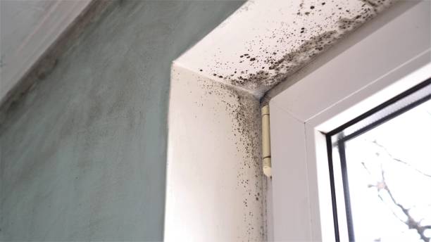 Best Affordable Mold Removal  in Nroe City, MO