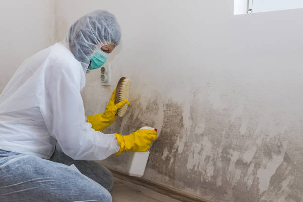 Best Office Mold Removal Services  in Nroe City, MO