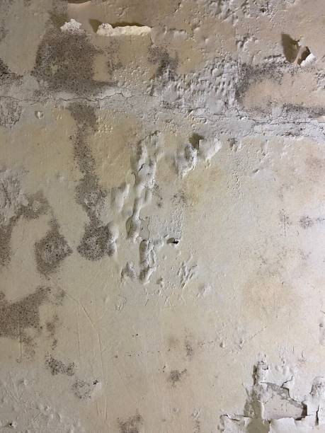 Best Local Mold Removal Service  in Nroe City, MO