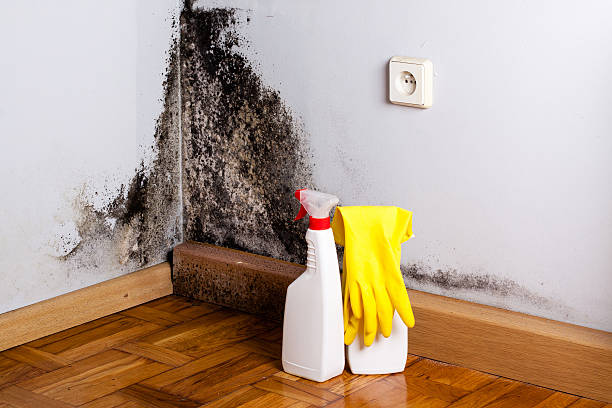 Best Black Mold Removal  in Nroe City, MO
