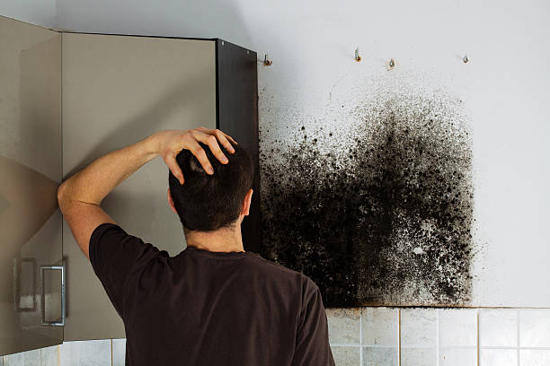 Best Professional Mold Removal  in Nroe City, MO