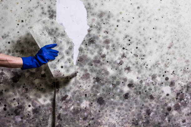Best Mold Testing  in Nroe City, MO