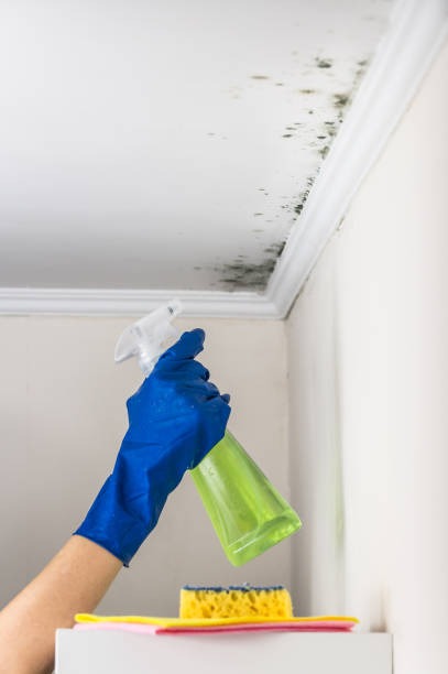 Attic Mold Removal in Monroe City, MO